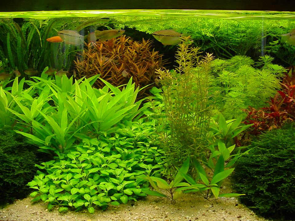 Allemaal knelpunt Haan AQUARIUMPLANTEN | killivissenencorydoras.nl